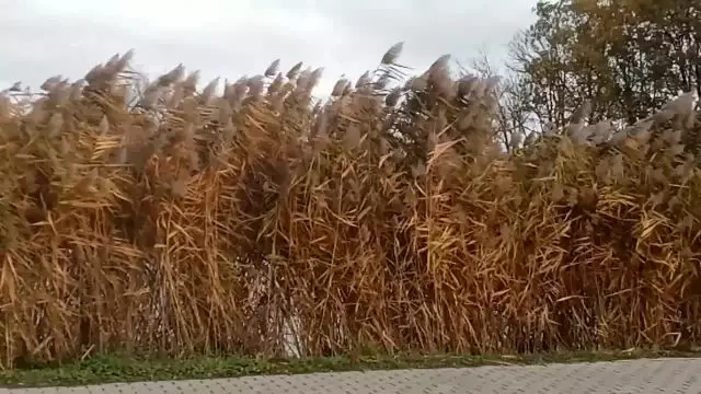 YouCut20231117132059828.mp4