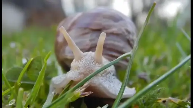 Csiga mozgása lassítva, közelről