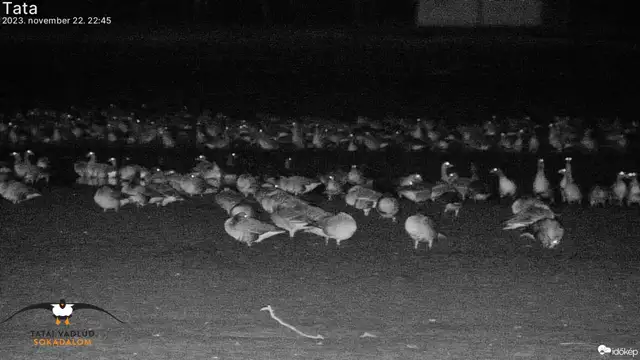 Tata (oreg_to_vadlud) gyorsított felvétele