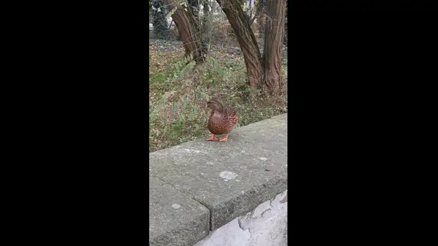 VID_20231127_095843.mp4