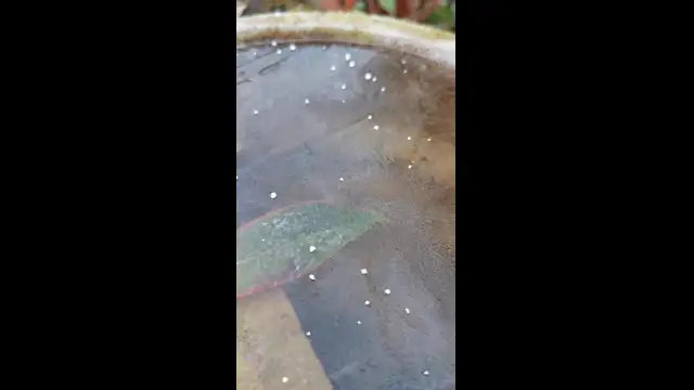 VID_20231130_080347.mp4