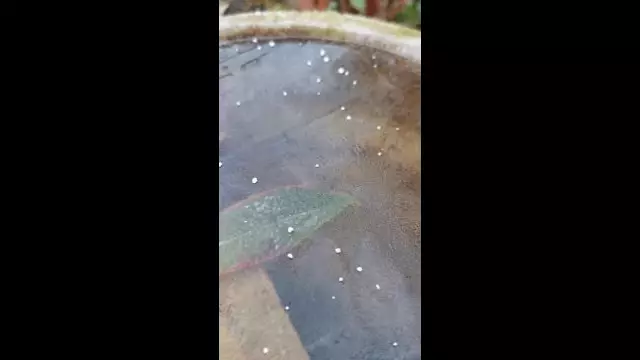 VID_20231130_080347.mp4