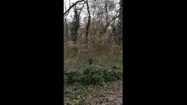 VID_20231130_082952.mp4