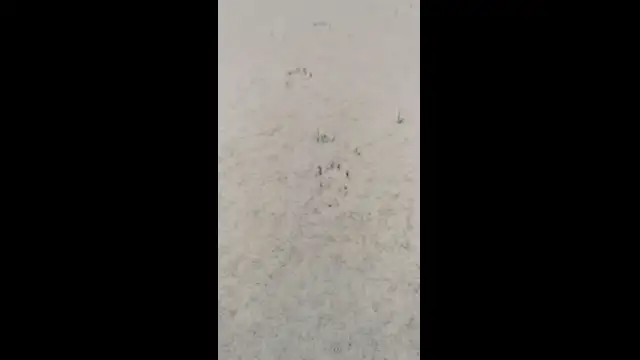 VID_20231130_090019.mp4