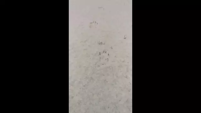 VID_20231130_090019.mp4