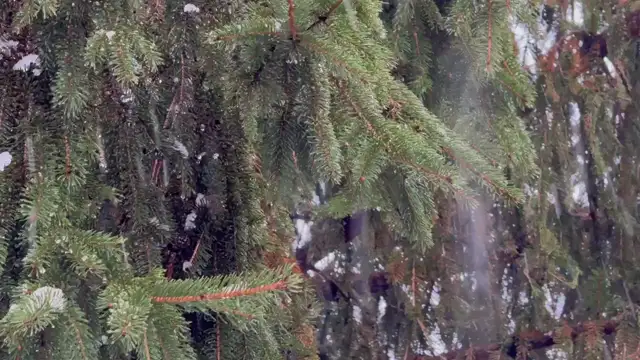 D78270F9-0142-4252-803F-B510391E2BE0.mp4