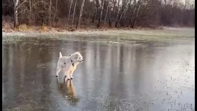 ma reggel megnyitottuk a Tappancsos koripályát :)