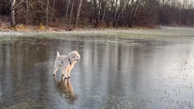 Tappancsos korizás ❤️