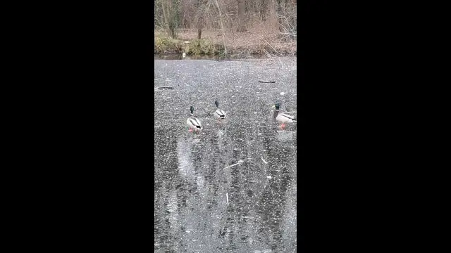 VID_20231222_134321.mp4