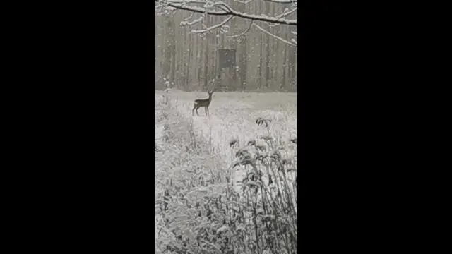 petal_20231223_150340.mp4