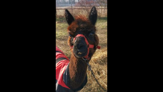 VID_20231230_112937.mp4