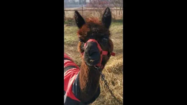 VID_20231230_112937.mp4