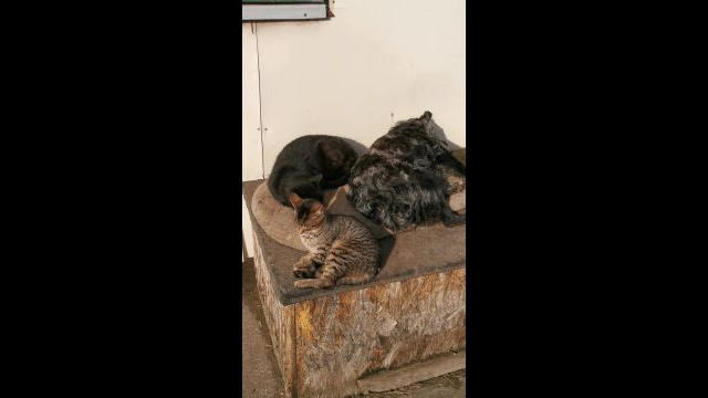 VID_20231230_114618.mp4