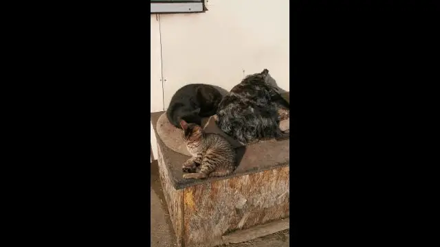 VID_20231230_114618.mp4