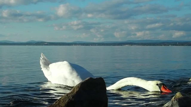 Vénasszonyok nyara a parton