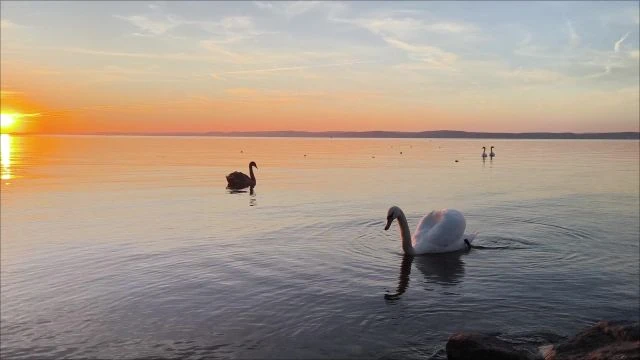 Szisszegi a Harci Kakas