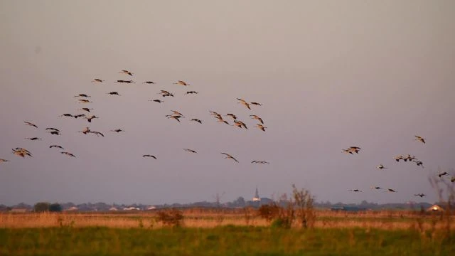 Darvak a Hortobágyi Nemzeti Park déli részén