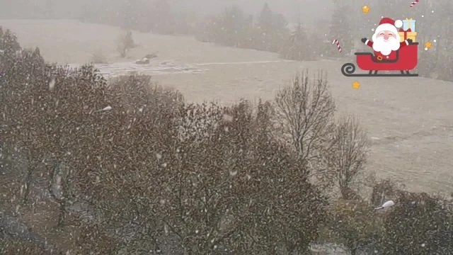 petal_20241206_135514.mp4