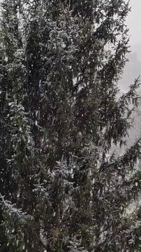 ZALAEGERSZEG Hull a pelyhes ... 2025.01.15.