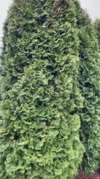 999CEBE6-322A-4F2B-9D43-4B8C92739978.mp4