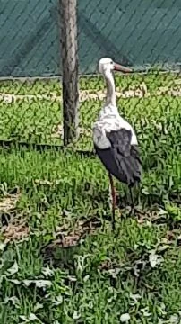 Keresi az élelmet!  :)