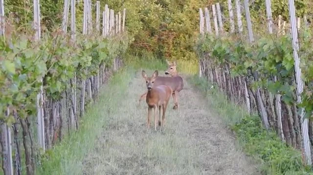 Kellemes Húsvéti Ünnepeket az Időkép munkatársainak, és olvasóinak!
