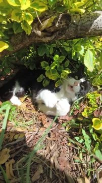 Nyuszit nem, de macskuszt találtam a bokor alatt.