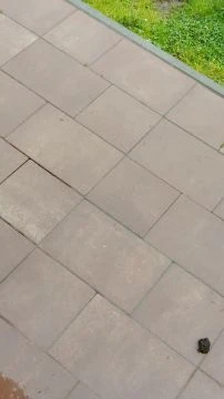 VID_20250424_122254.mp4