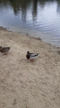 Beszédes állatvilág :)