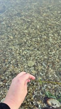 Reggeli vendég, táskák alatt szundizott