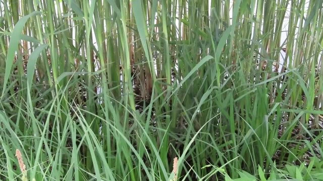 Békák koncertje madárfüttyel