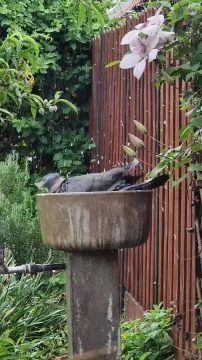 Fürdőzés az esőben?