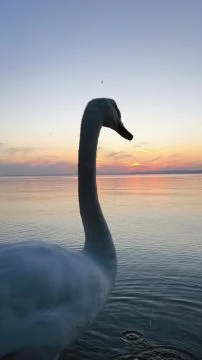 Madarak, és fák napja