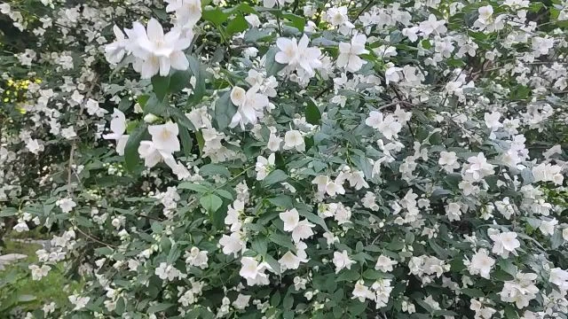 Zalaegerszeg Az illatos jezsamen!