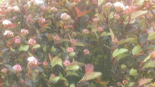 VID202505150836352.mp4