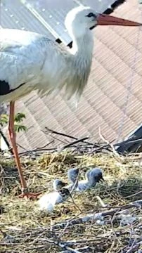 4 fiókával vacsorázik az iváncsai gólyamama