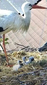 4 fiókával vacsorázik az iváncsai gólyamama