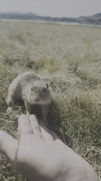 Napi cukiság Tihany