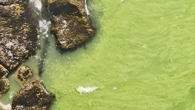 Algásodik a Balaton