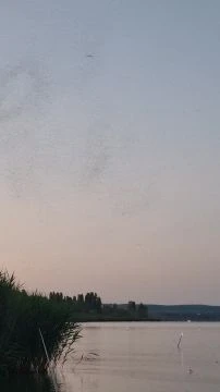 Hullámoznak az árvaszúnyogok az égbolton