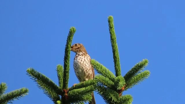 Dalolok a fenyő csúcsán!