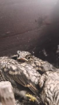 Tombol a fészek buli