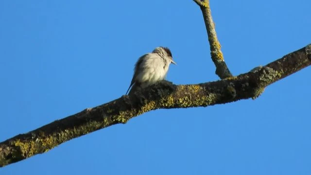 Barátposzáta éneke
