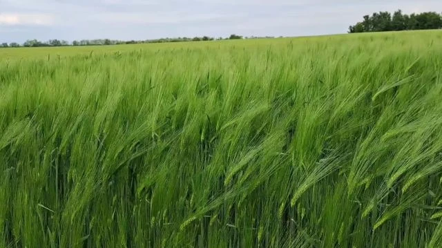 48fa1a00-c3e7-4a3e-a8a7-1b6a9d1b3e51-1_all_54489.mp4