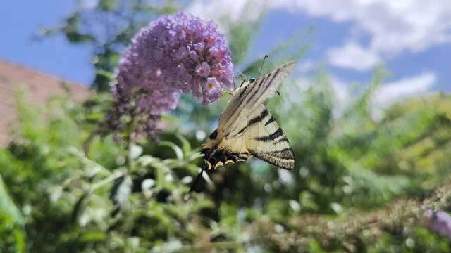 Mindig a pillangócserje a kedvenc