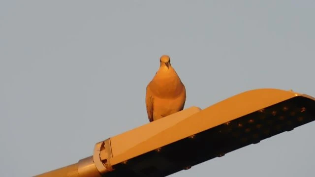 Jó reggelt mindenkinek, és a fotósomnak.