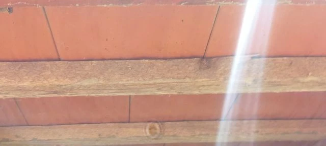 Darazsak a Kisbalatonnál