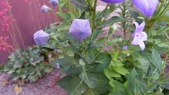 Jánoshalma, lila léggömbvirág