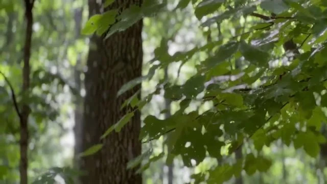 B71CD991-C2BD-433F-BF44-EBDA27F7A521.mp4