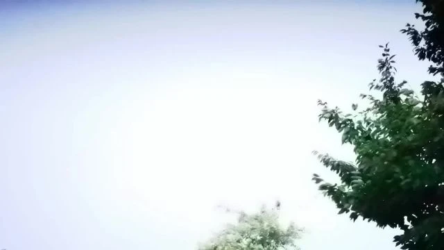 petal_20250726_032638.mp4